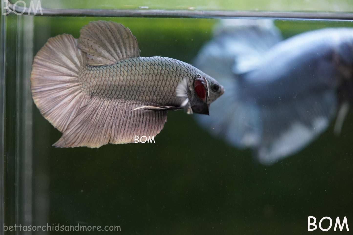 LIVE BETTA GIANT MALE COPPER 5 CM BO | BOM-A315