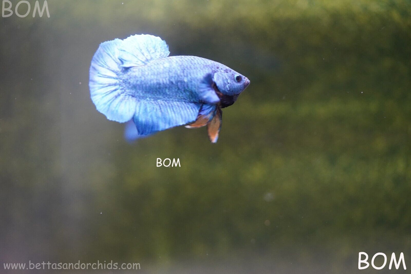 MALE GREEN ARMOUR SERIES Plakat Betta Fish: Live HMPK YELLOW TIE BOM-A65