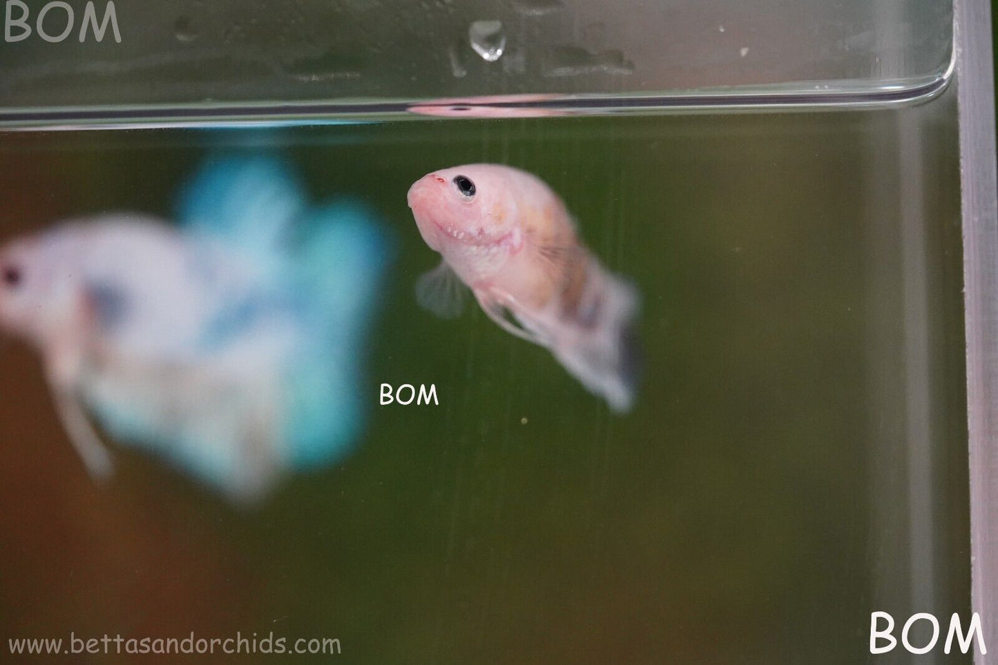 LIVE BETTTA BIG FEMALE MULTICOLOUR HMPK | BOM-A121