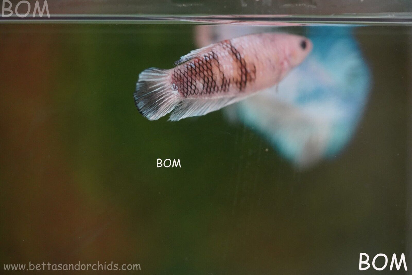 LIVE BETTTA BIG FEMALE MULTICOLOUR HMPK | BOM-A121