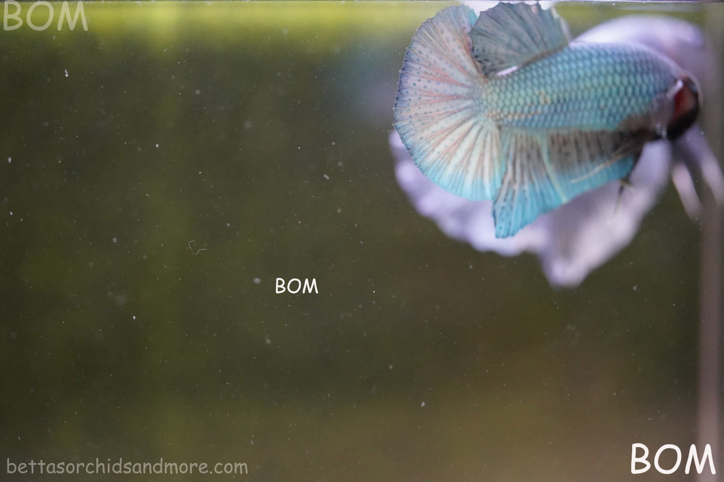 LIVE BETTA GIANT MALE BLUE SERIES 5 CM BO | BOM-A312