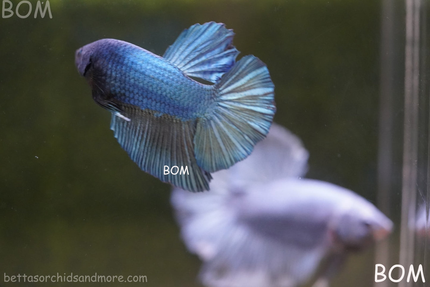 Betta Plakat GIANT MALE BLUE SERIES 5 CM BO | BOM-A309