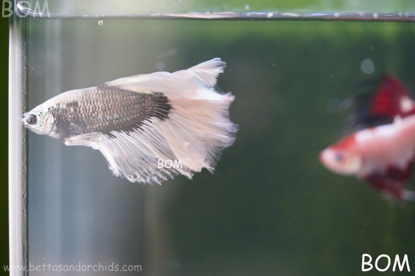 LIVE BETTA MALE DRAGONS SILVER BUTTERFLY : Unique Fish | BOM-A293