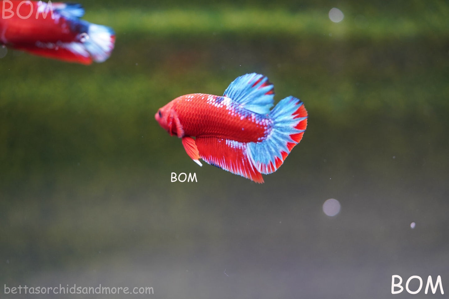 PREMIUM MALE HELLBOY HMPK BETTA Fish:Live HMPK | BOM-A226