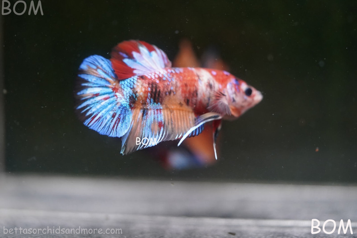 LIVE BETTTA BIG MALE MULTICOLOUR HMPK | BOM-A144