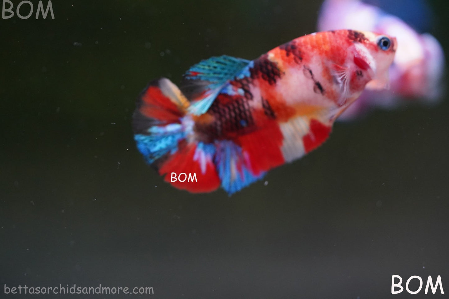 LIVE BETTTA FEMALE METALLIC MULTICOLOUR HMPK BEAUTIFUL COLOURS | BOM-A286