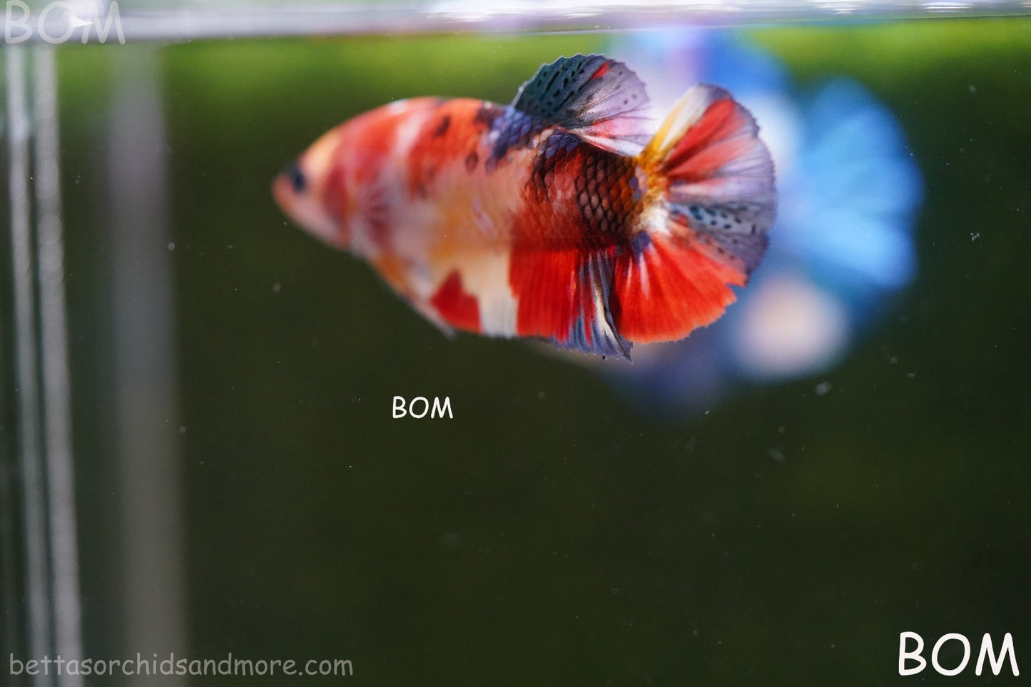 LIVE BETTTA FEMALE METALLIC MULTICOLOUR HMPK BEAUTIFUL COLOURS | BOM-A286