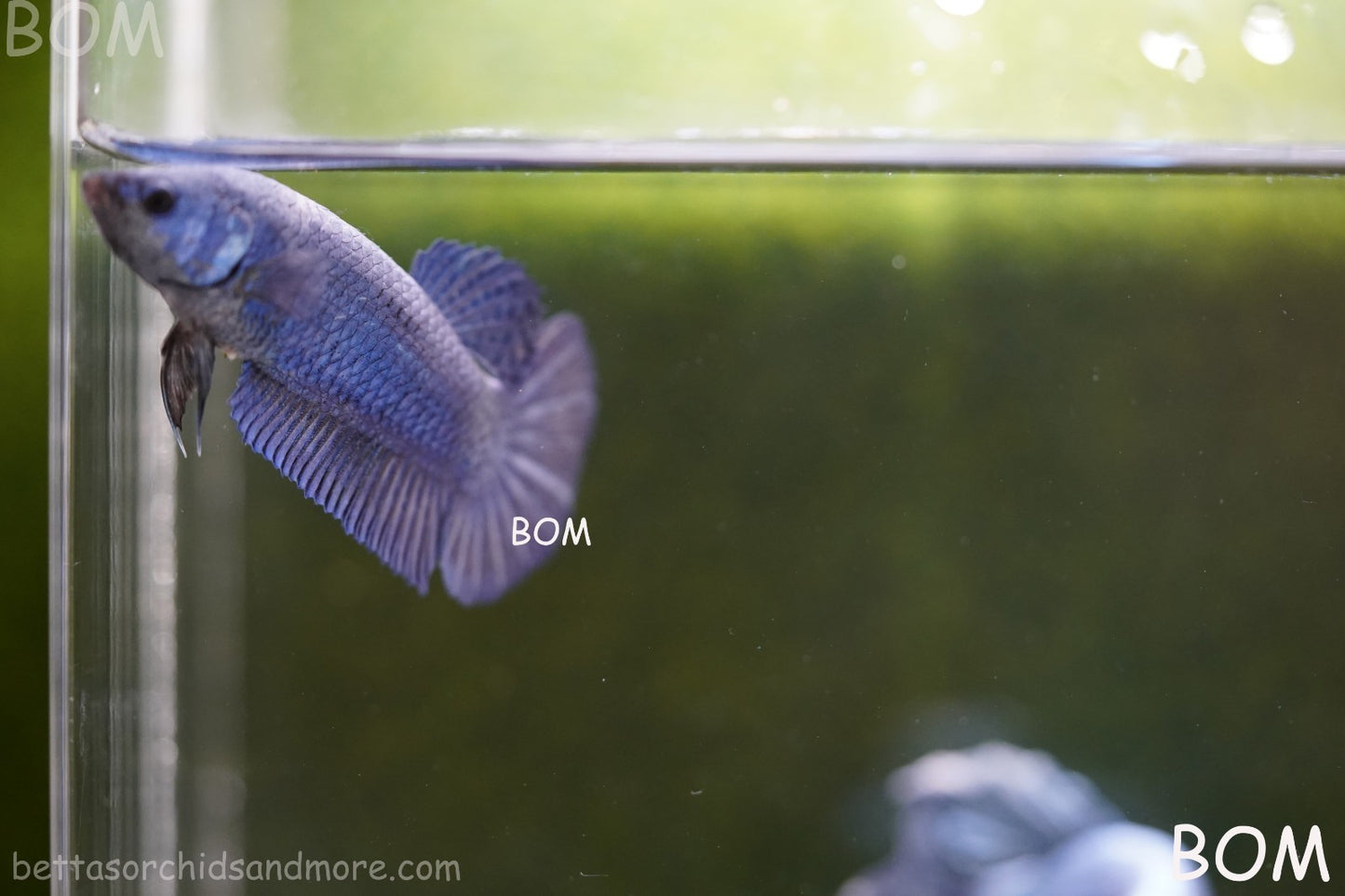 LIVE BETTA GIANT FEMALE BLUE SERIES | BOM-A308