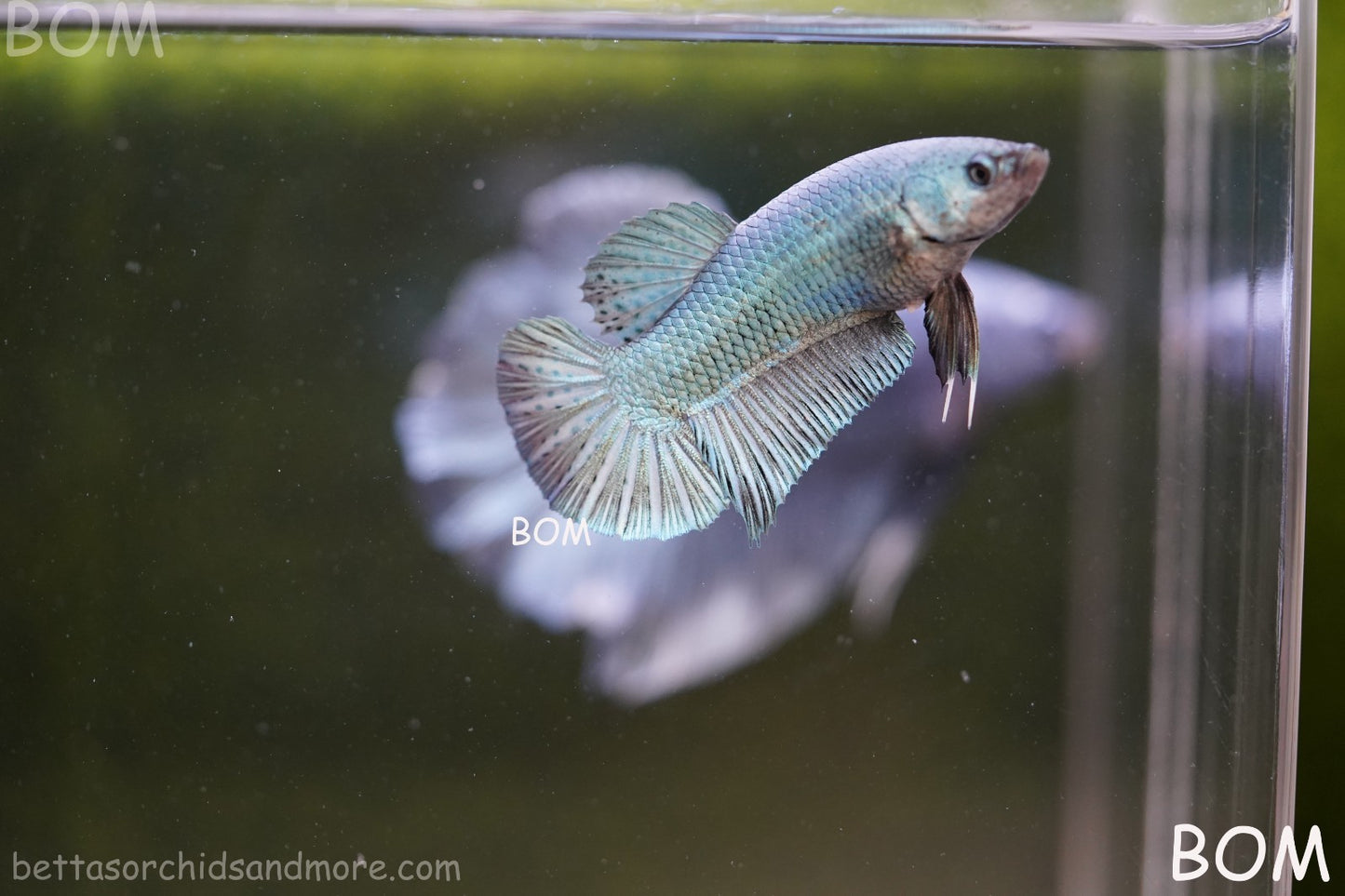 LIVE BETTA GIANT FEMALE BLUE SERIES | BOM-A314