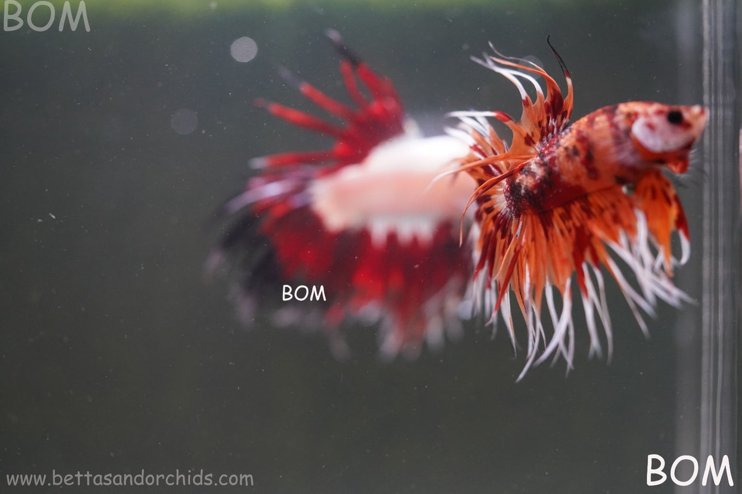 LIVE BETTA MALE CROWN LEOPARDS FIREWORKS : Unique Fish | BOM-A298