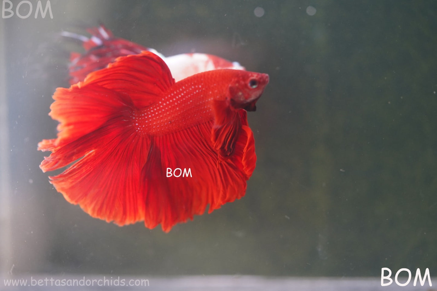 LIVE BETTA MALE KING RED ROSE TAIL : Unique Fish | BOM-A294