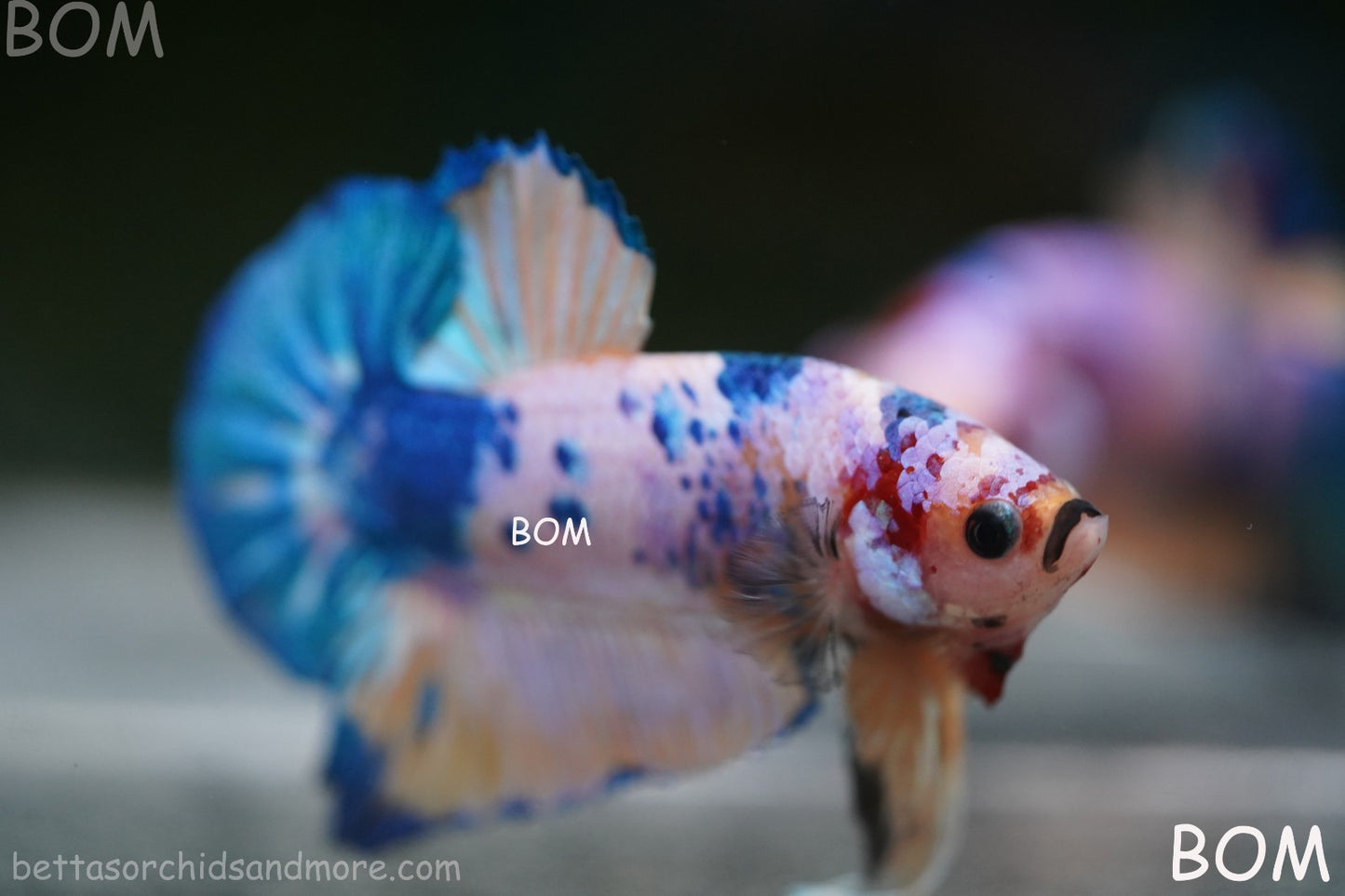 LIVE BETTTA MALE METALLIC MULTICOLOUR HMPK BEAUTIFUL COLOURS | BOM-A281