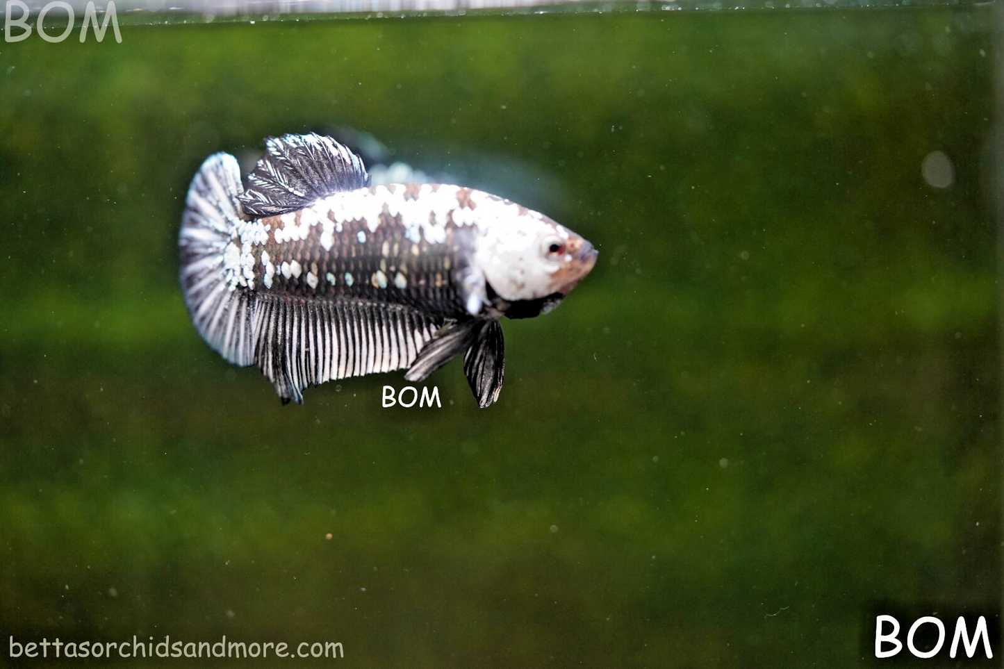 LIVE BETTA HMPK FEMALE BLACK MAMBA | BOM-A249