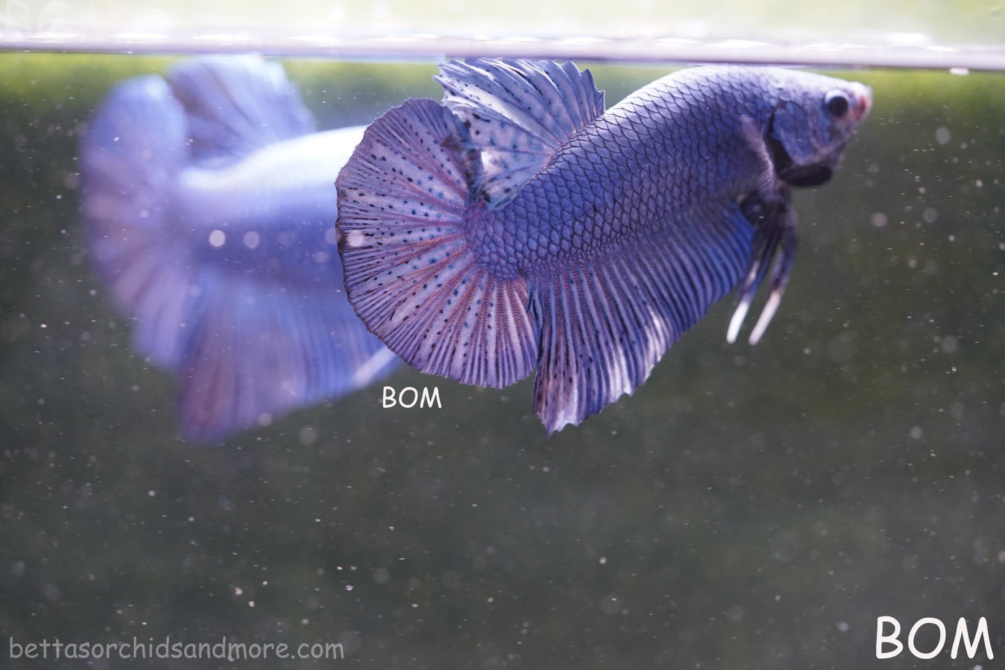 Betta Plakat GIANT MALE BLUE SERIES 5 CM BO | BOM-A304