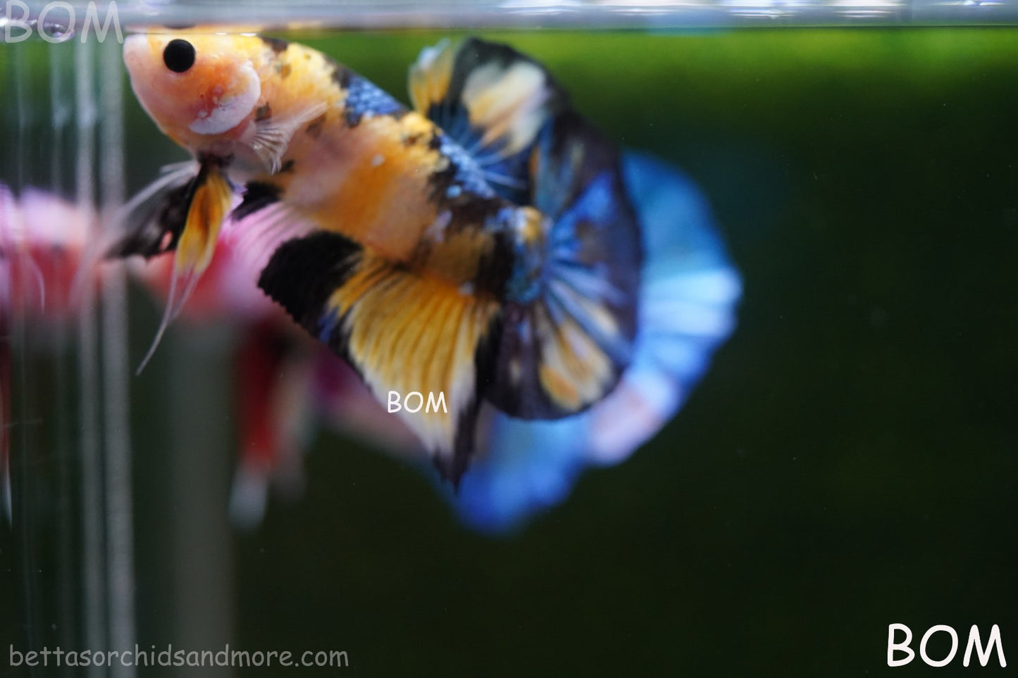 LIVE BETTTA MALE METALLIC MULTICOLOUR HMPK BEAUTIFUL COLOURS | BOM-A284