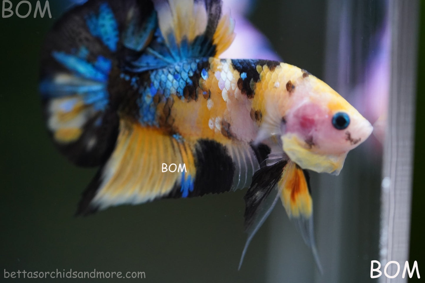 LIVE BETTTA MALE METALLIC MULTICOLOUR HMPK BEAUTIFUL COLOURS | BOM-A284