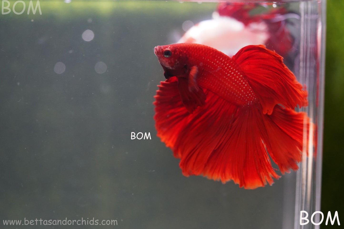 LIVE BETTA MALE KING RED ROSE TAIL : Unique Fish | BOM-A294