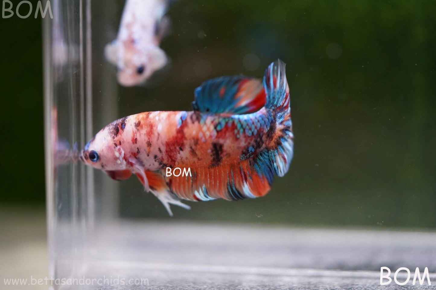 LIVE BETTTA BIG MALE MULTICOLOUR HMPK | BOM-A113