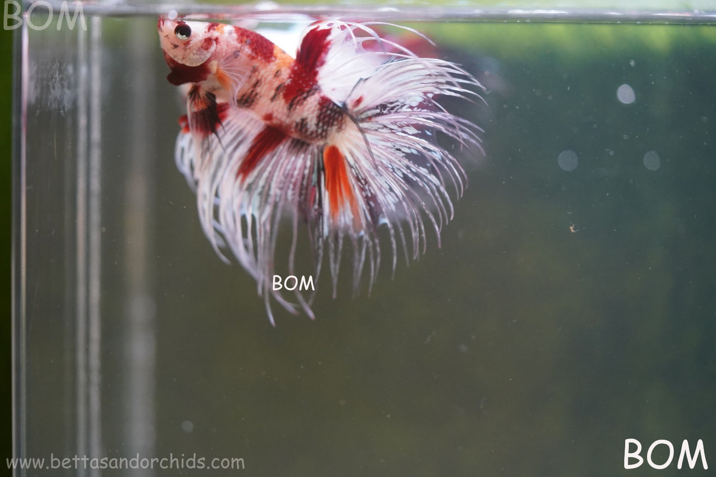 LIVE BETTA MALE CROWN RED KOI : Unique Fish | BOM-A295