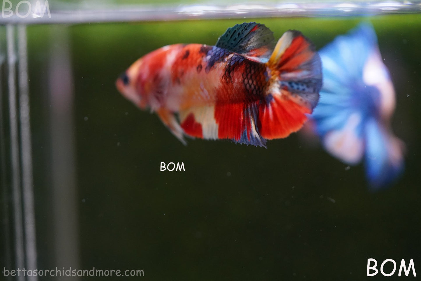 LIVE BETTTA FEMALE METALLIC MULTICOLOUR HMPK BEAUTIFUL COLOURS | BOM-A286