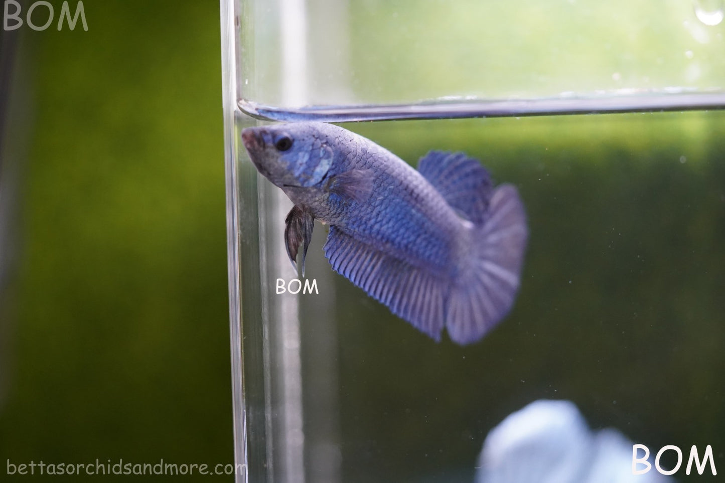 LIVE BETTA GIANT FEMALE BLUE SERIES | BOM-A308