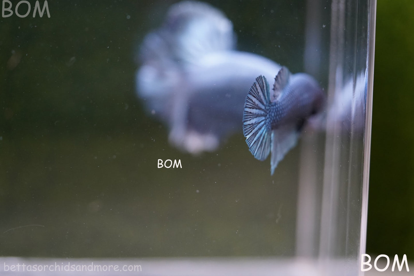 LIVE BETTA GIANT FEMALE BLUE SERIES | BOM-A311