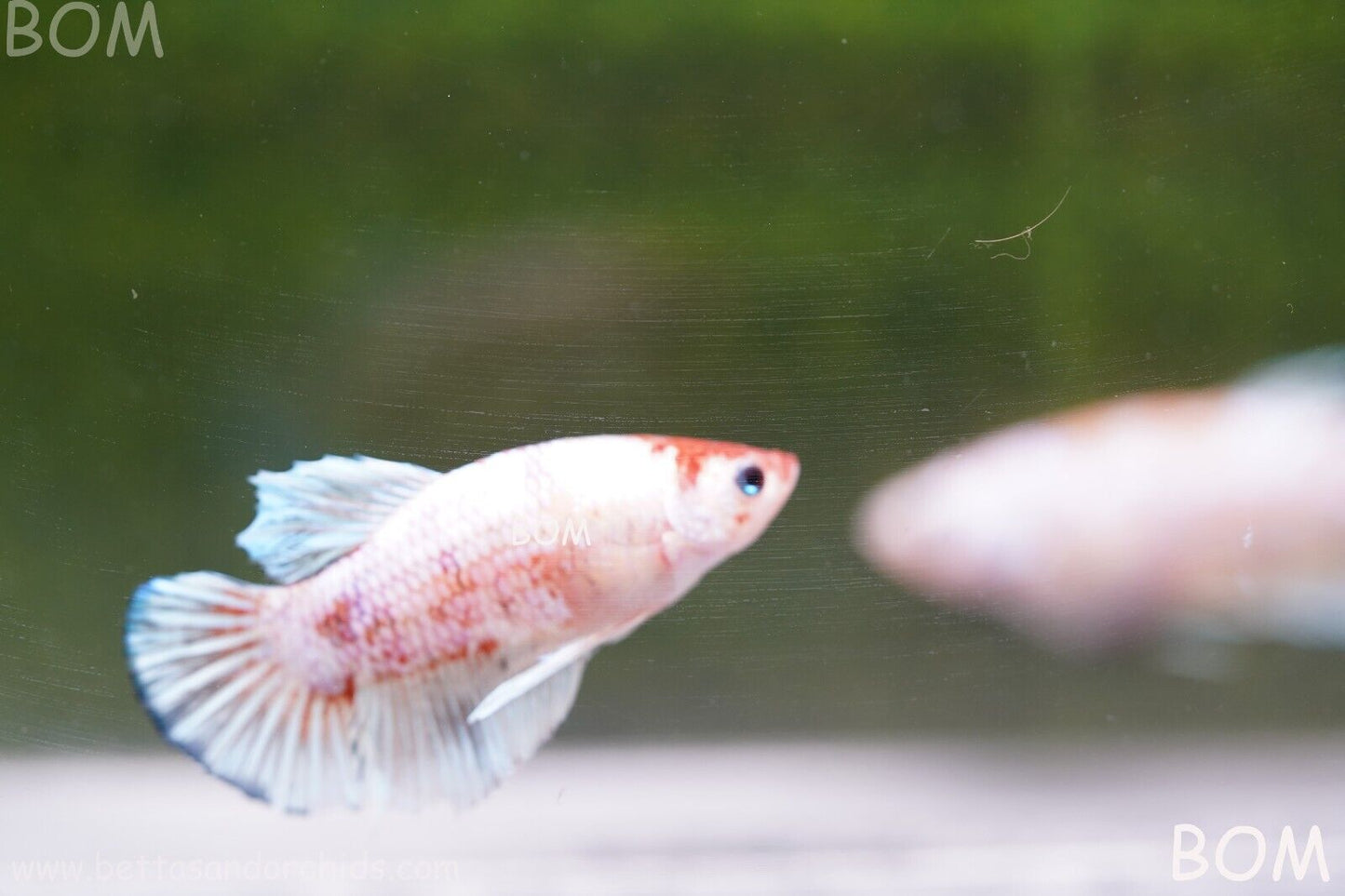 MALE BETTA HMPK MULTICOLOUR | BOM932