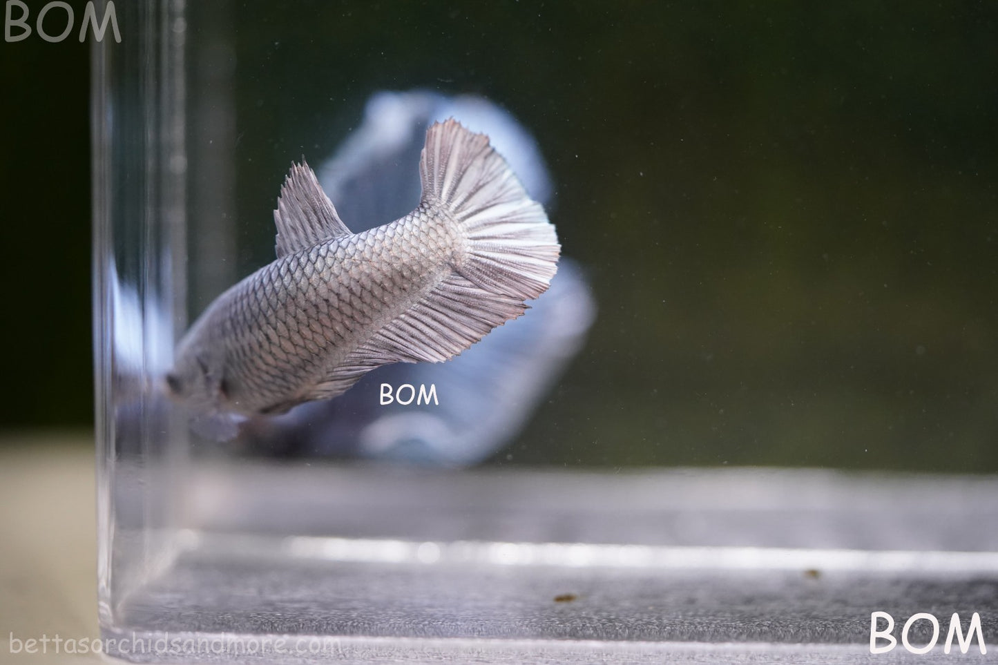 LIVE BETTA JUNIOR GIANT FEMALE COPPER | BOM-A317