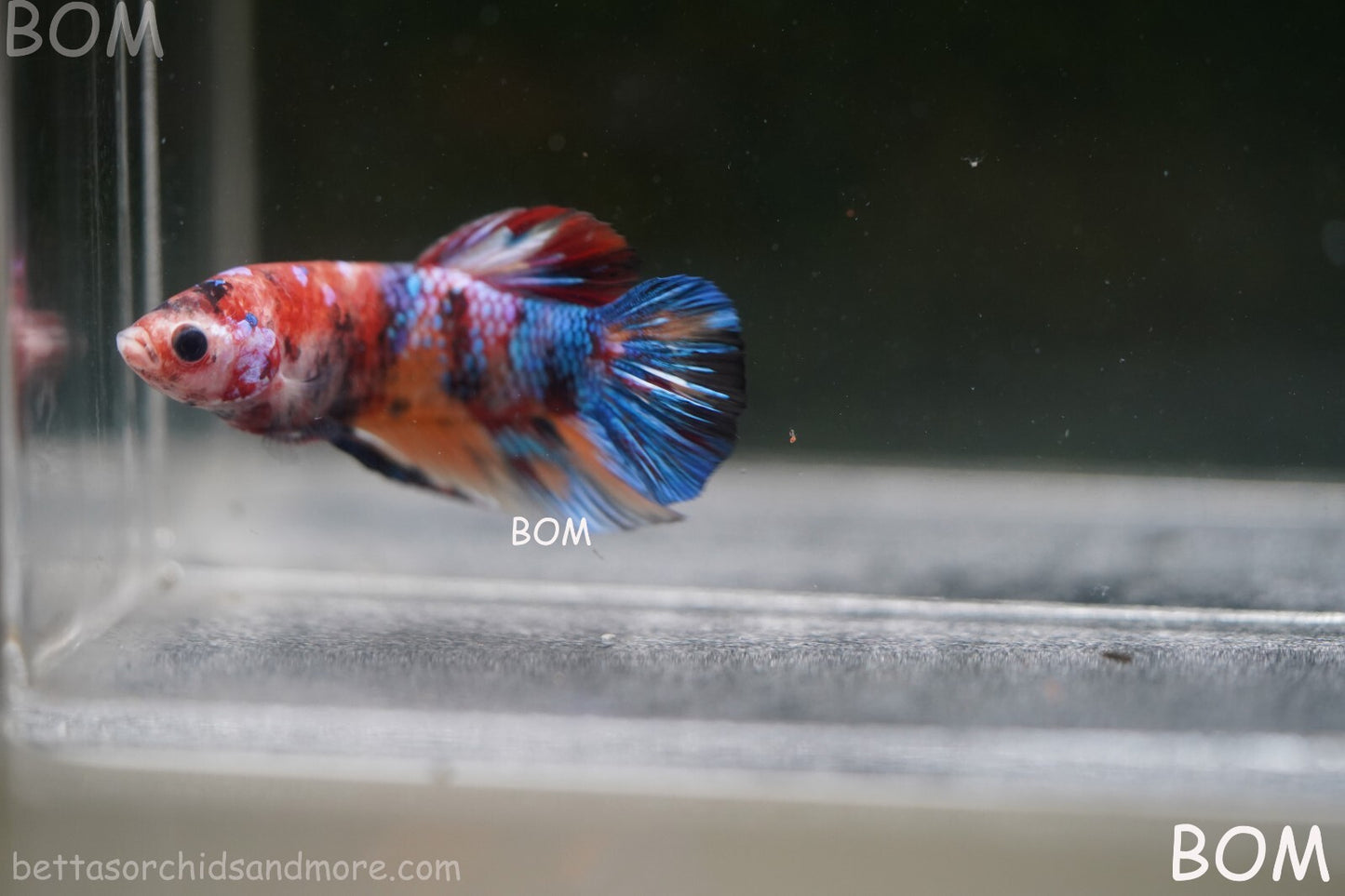 LIVE BETTTA BIG MALE MULTICOLOUR HMPK | BOM-A144