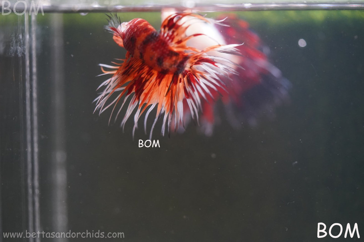 LIVE BETTA MALE CROWN LEOPARDS FIREWORKS : Unique Fish | BOM-A298