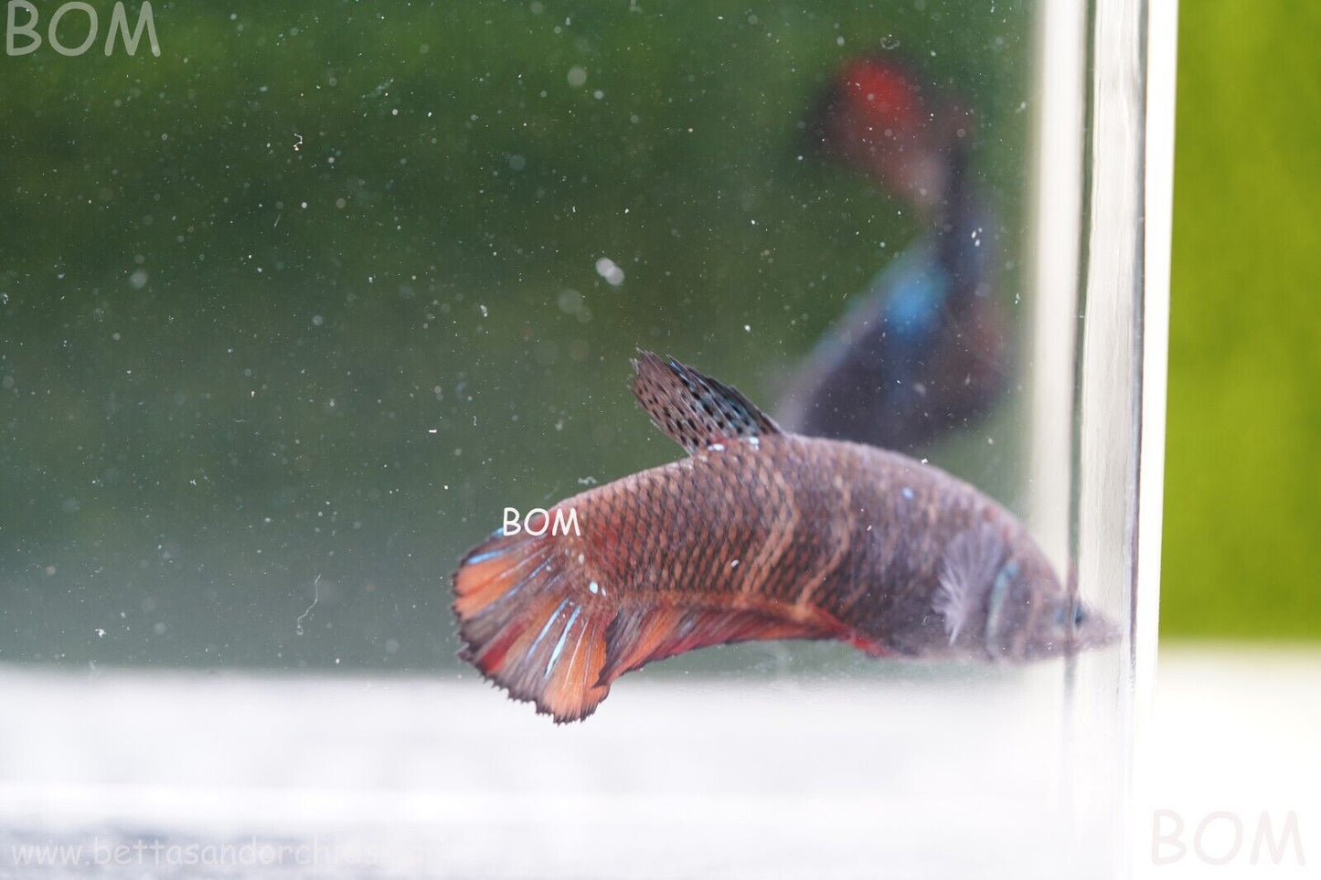 LIVE BETTA HMPK BIG FEMALE BLACK VARIANT | BOM-A50