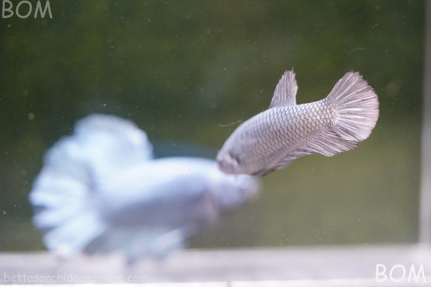 LIVE BETTA JUNIOR GIANT FEMALE COPPER | BOM-A317