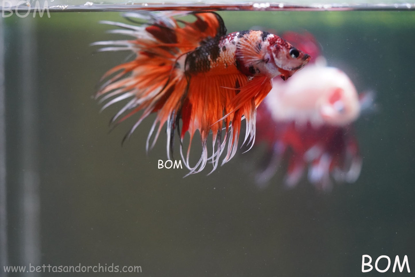 LIVE BETTA MALE DRAGONS CROWN LEOPARDS : Unique Fish | BOM-A300