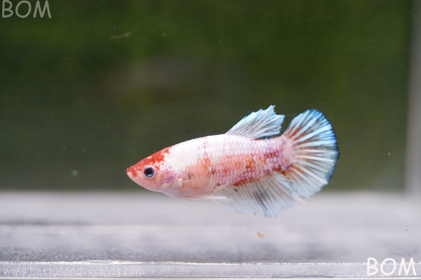 MALE BETTA HMPK MULTICOLOUR | BOM932