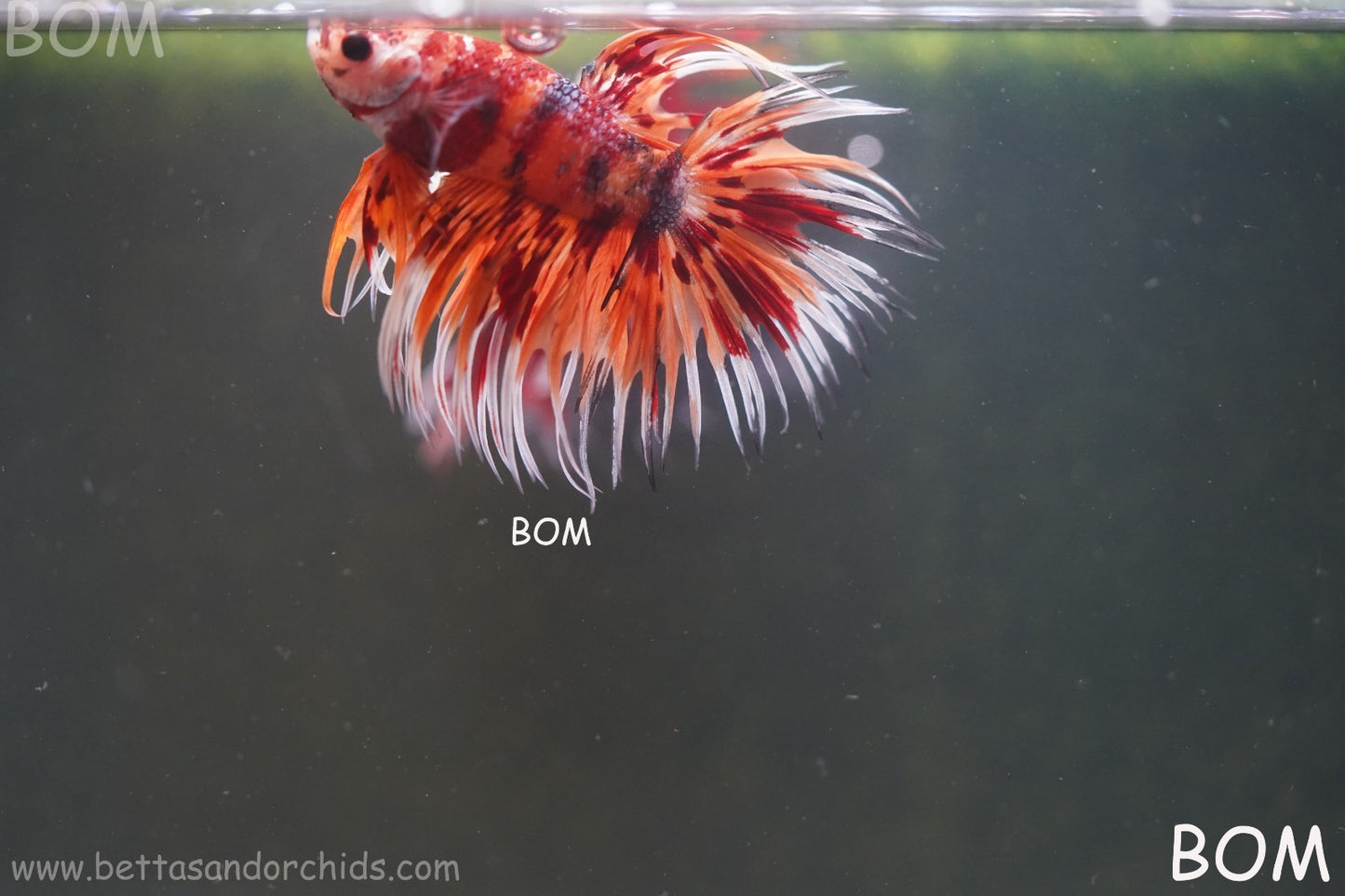LIVE BETTA MALE CROWN LEOPARDS FIREWORKS : Unique Fish | BOM-A298