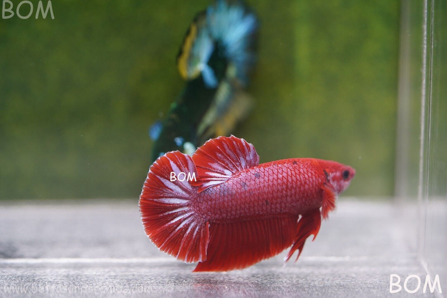 LIVE BETTA MALE RED | BOM830