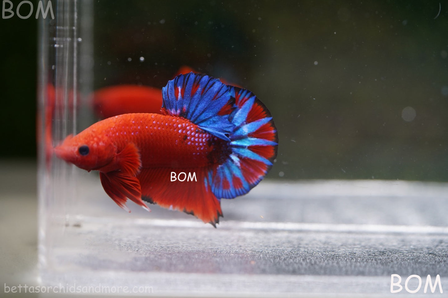 PREMIUM MALE HELLBOY HMPK BETTA Fish:Live HMPK | BOM-A271