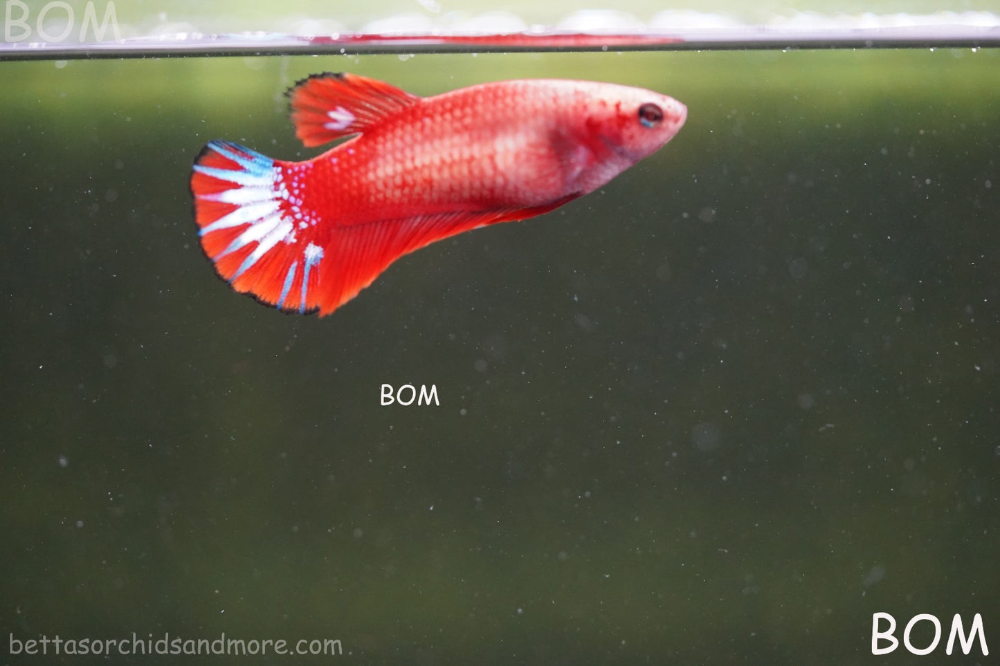 PREMIUM FEMALE HELLBOY HMPK BETTA Fish:Live HMPK | BOM-A276