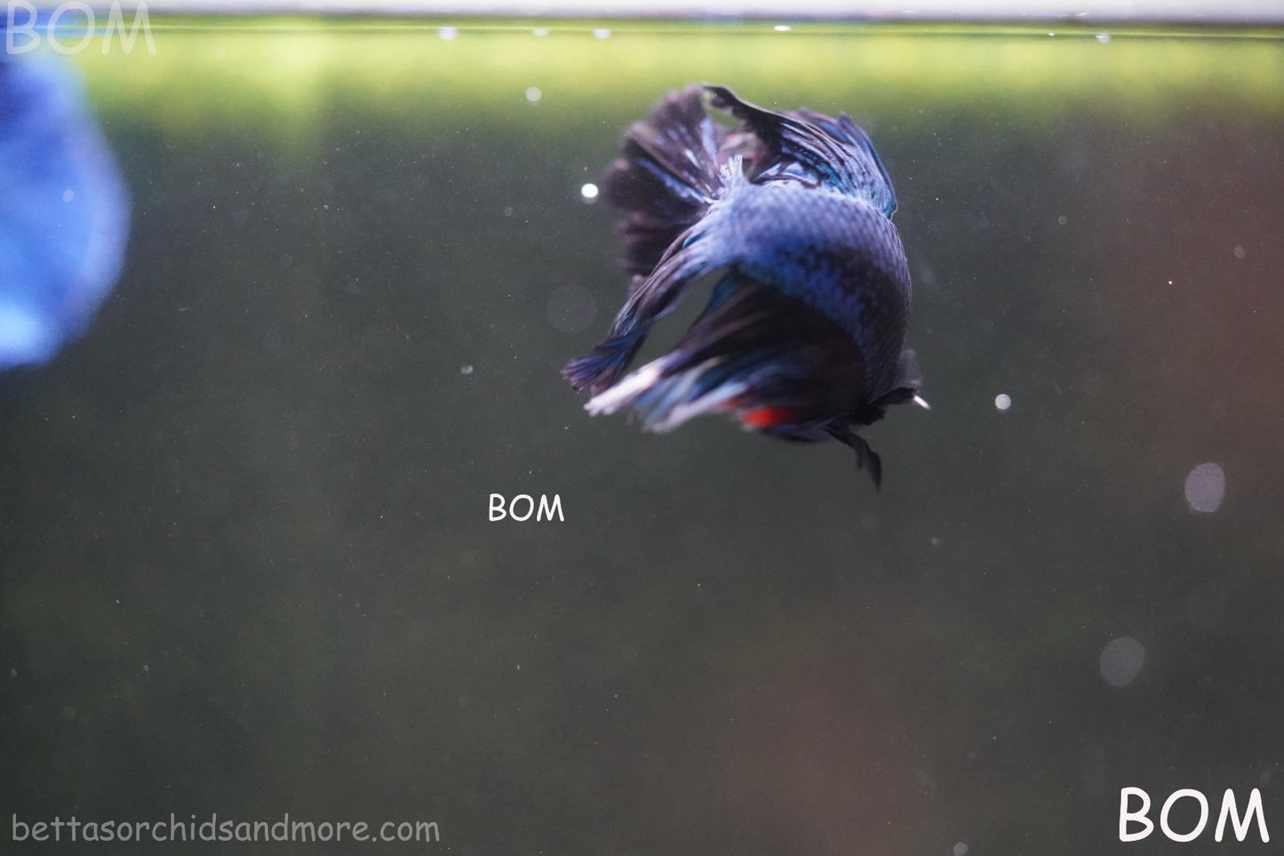 BETTA MALE LIVE HALF MOON TAIL MIDNIGHT BLUE : Unique Fish | BOM-429