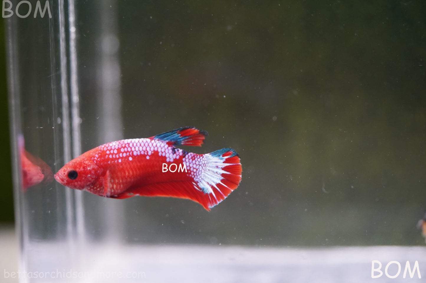 PREMIUM FEMALE HELLBOY HMPK BETTA Fish:Live HMPK | BOM-A275