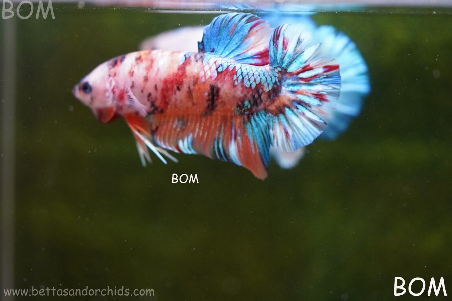 LIVE BETTTA BIG MALE MULTICOLOUR HMPK | BOM-A113