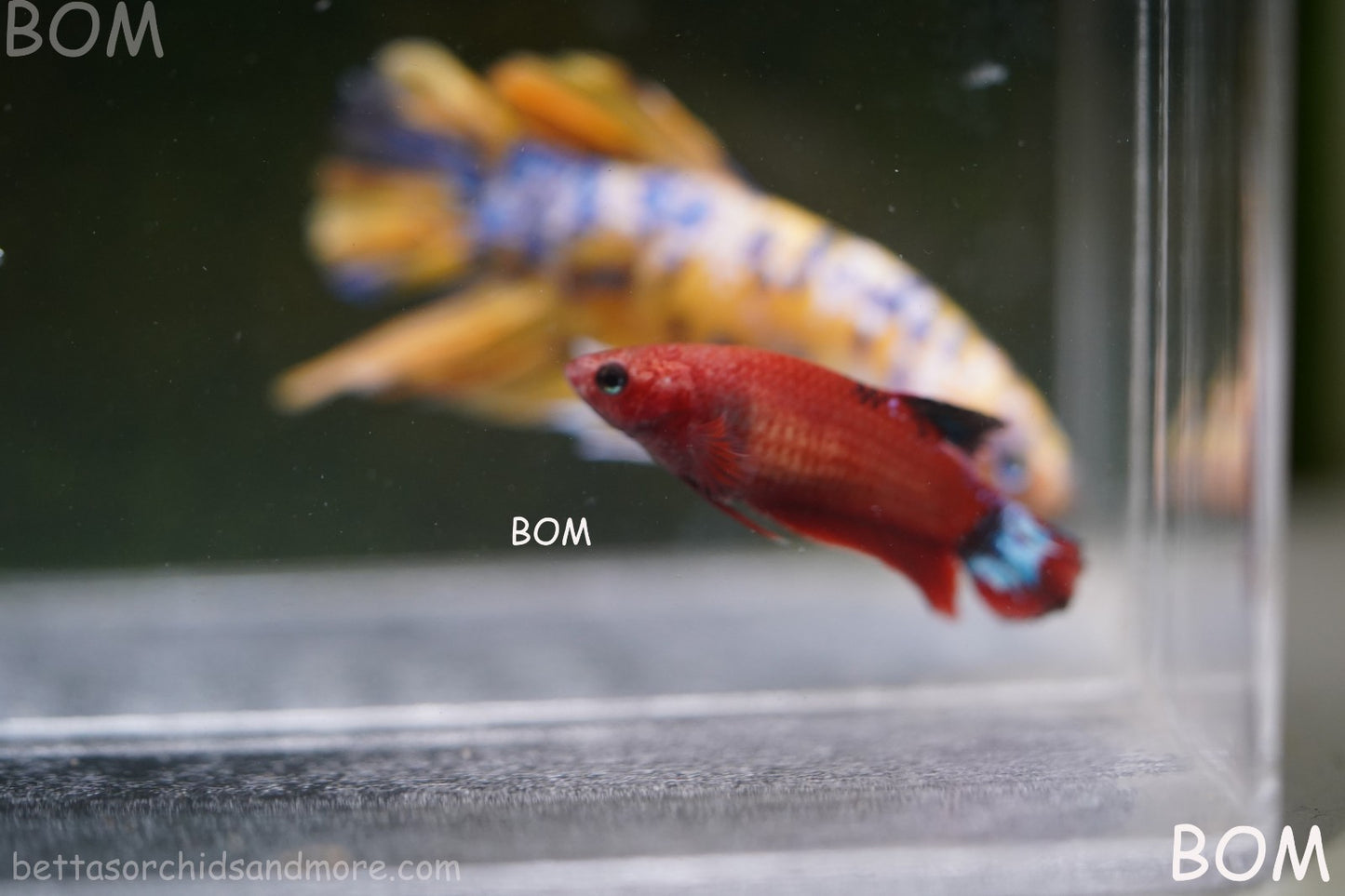 PREMIUM FEMALE HELLBOY HMPK BETTA Fish:Live HMPK | BOM-A277