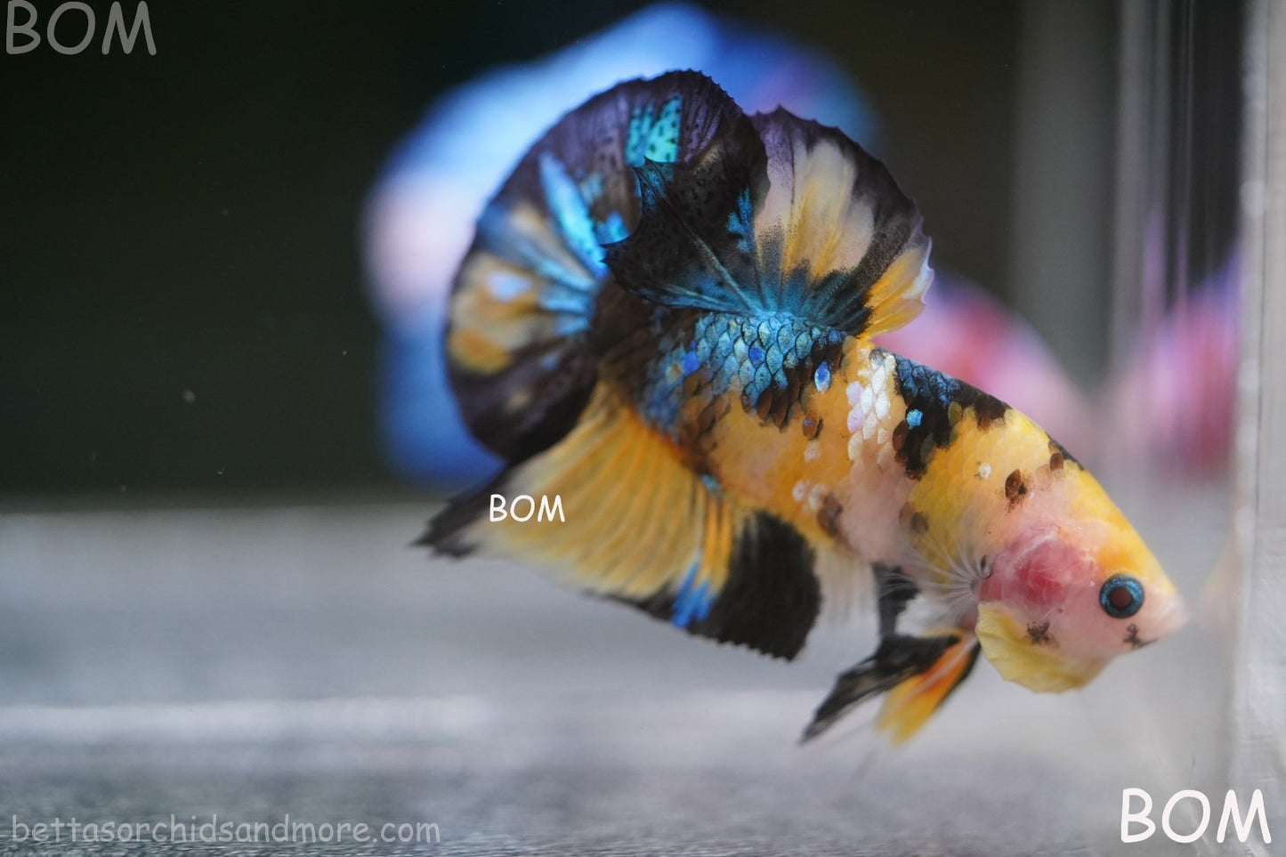 LIVE BETTTA MALE METALLIC MULTICOLOUR HMPK BEAUTIFUL COLOURS | BOM-A284
