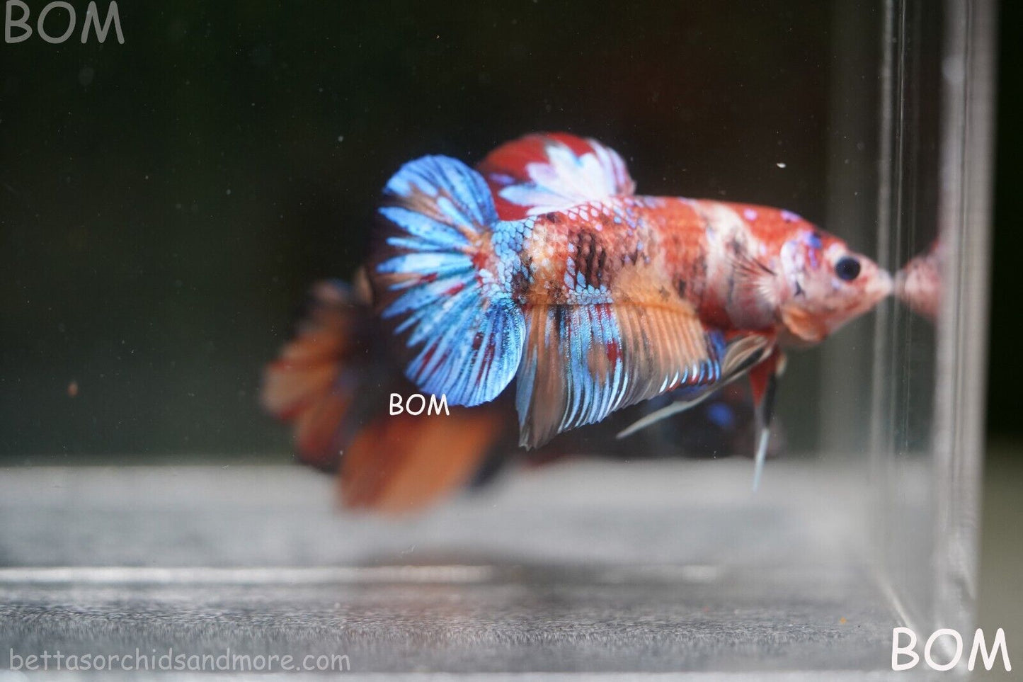 LIVE BETTTA BIG MALE MULTICOLOUR HMPK | BOM-A144