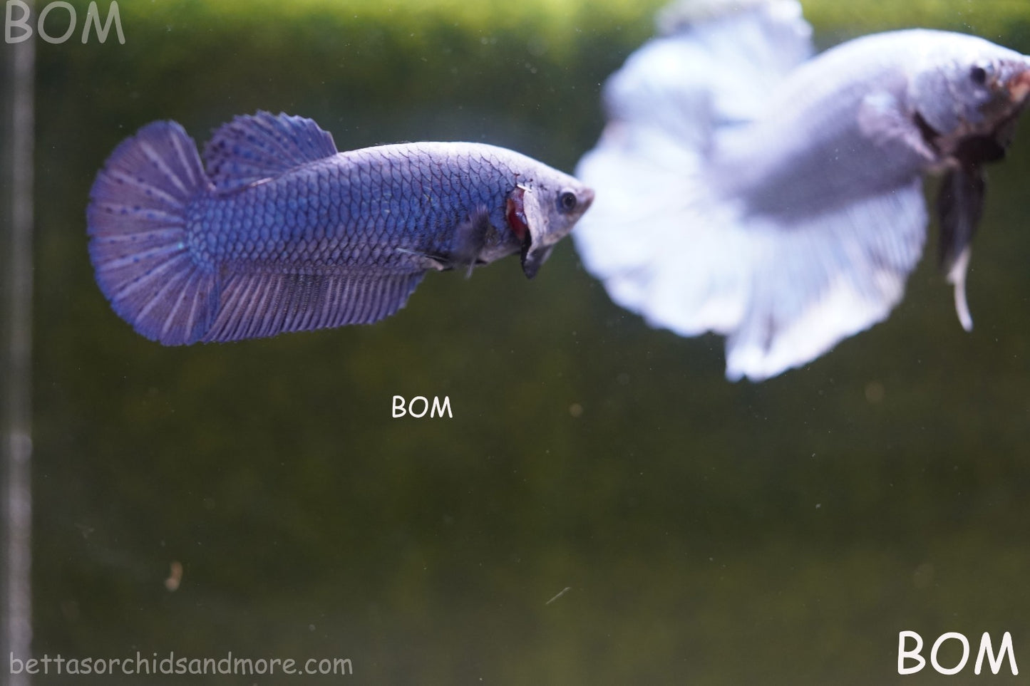 LIVE BETTA GIANT FEMALE BLUE SERIES | BOM-A308