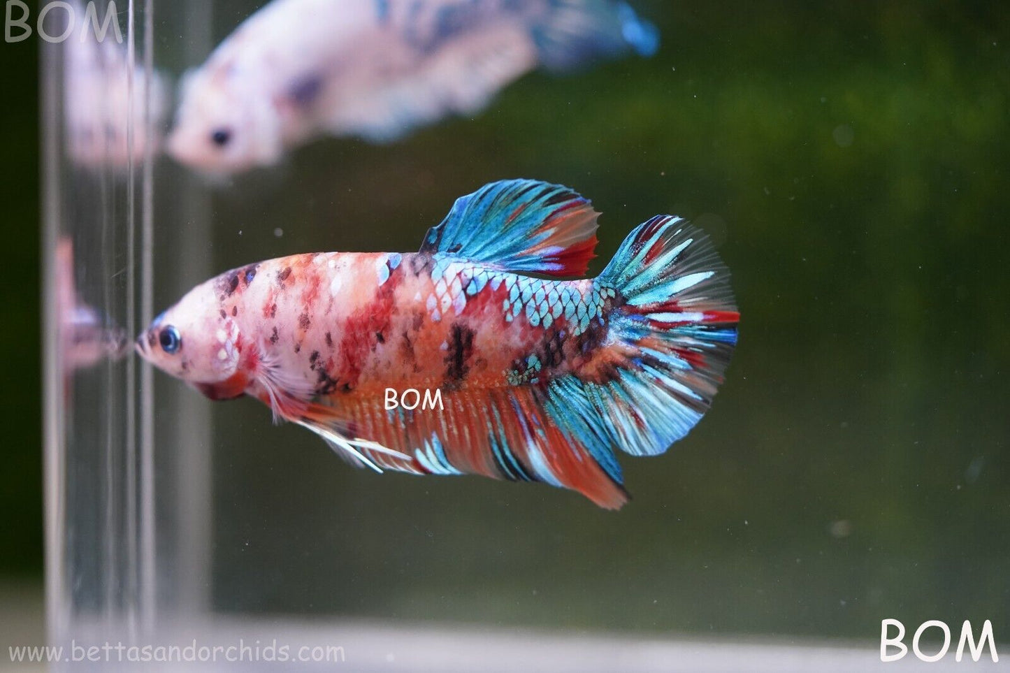 LIVE BETTTA BIG MALE MULTICOLOUR HMPK | BOM-A113