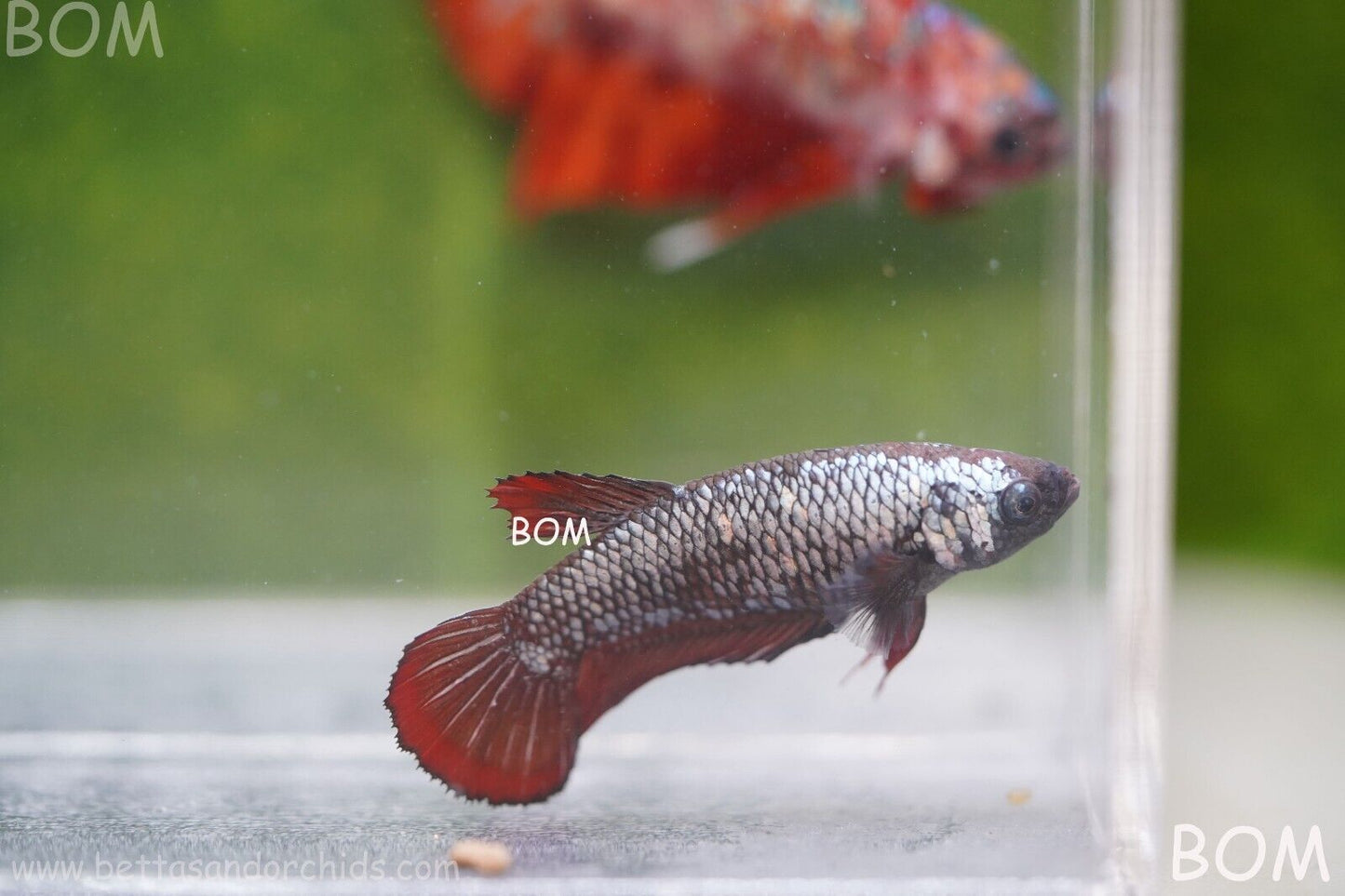 FEMALE RED SAMURAI HMPK Betta Fish - SORORITY : BOM997