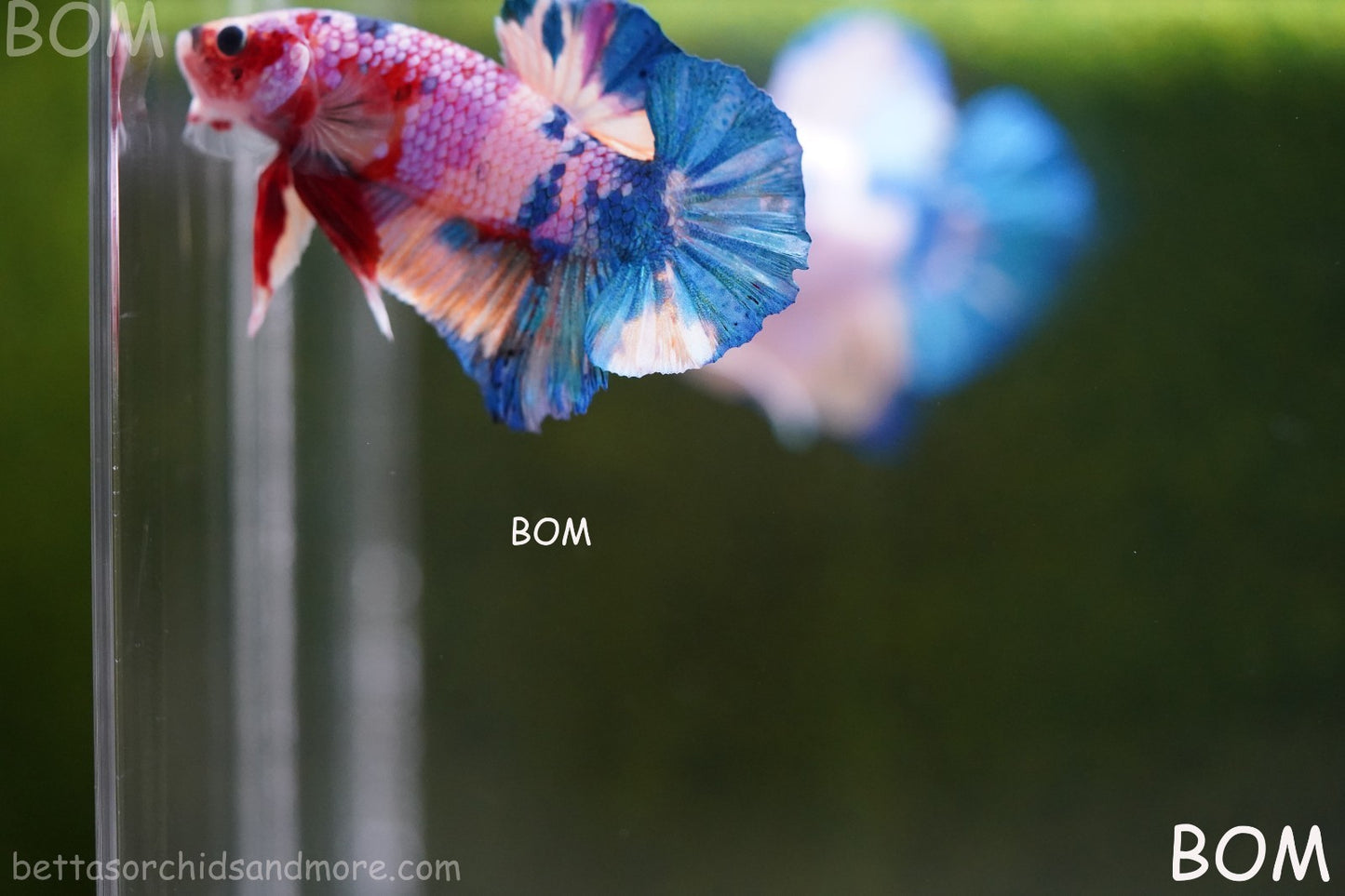 LIVE BETTTA MALE METALLIC MULTICOLOUR HMPK BEAUTIFUL COLOURS | BOM-A280