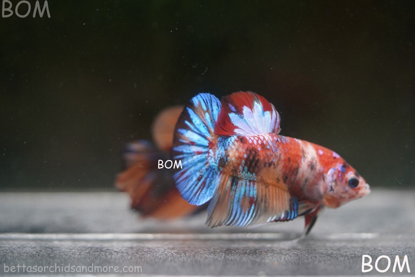 LIVE BETTTA BIG MALE MULTICOLOUR HMPK | BOM-A144
