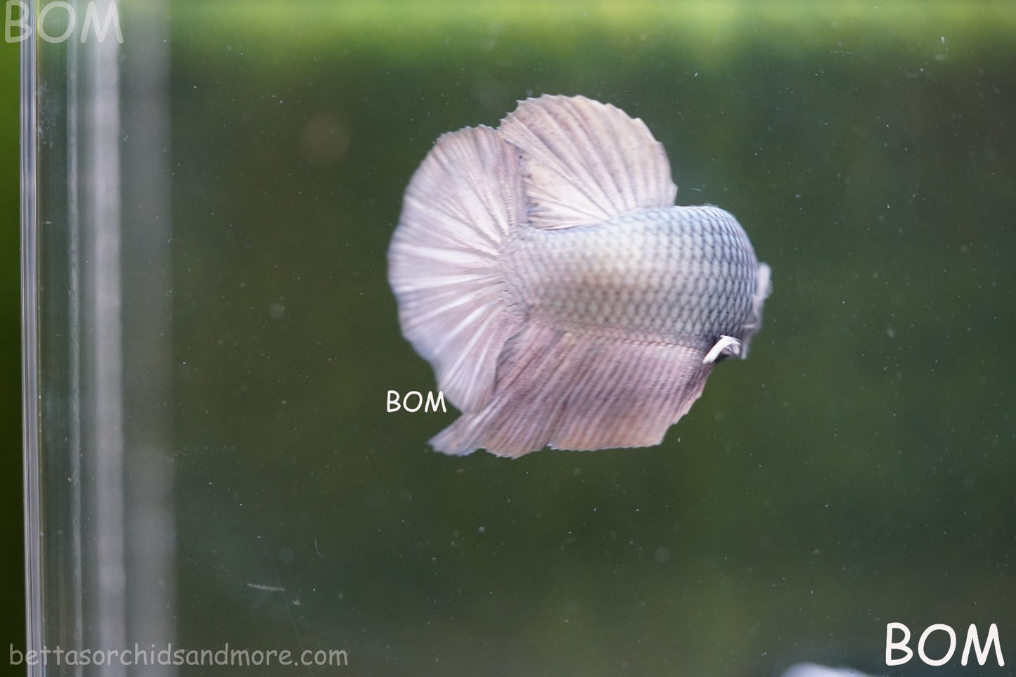 LIVE BETTA GIANT MALE COPPER 5 CM BO | BOM-A315